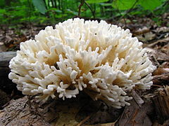 Tremellodendron pallidum