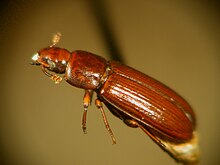 Photograph of flour beetles