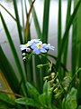 Zompvergeet-mij-nietje (Myosotis laxa subsp. cespitosa)