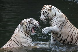 Two white tigers playing in the water at Singapore Zoo.jpg