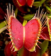 Venus Flytrap showing trigger hairs.jpg