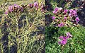 Vernonia nudiflora