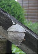 Ébauche de nid en milieu urbain