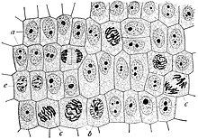 Onion (Allium) cells in different phases of the cell cycle. Growth in an 'organism' is carefully controlled by regulating the cell cycle. Wilson1900Fig2.jpg