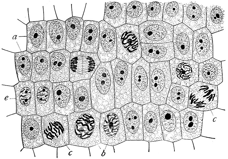 File:Wilson1900Fig2.jpg