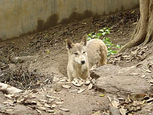 Himalayan Wolf (Canis himalayensis)