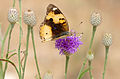 Junonia hierta cebrene ♀