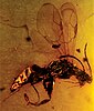 A Deinodryinus velteni preserved in amber