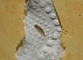 Œuf (ou cocon) d’un insecte probablement, trouvé sur une feuille de papier toilette dans une salle de bains de sous-sol humide.