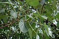 Fruits of Ficus religiosa