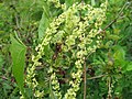 オニドコロ （ヤマノイモ科） Dioscorea tokoro