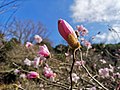 2022年3月23日 (水) 15:26時点における版のサムネイル