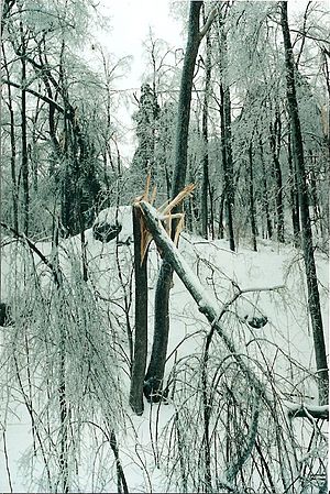 A mature tree demolished. Many fallen trees were part of the damage caused in the 1998 Ice Storm. (Credit: Wikipedia)