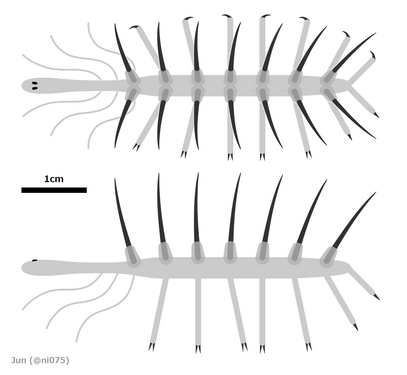 Hallucigenia sparsa の復元図