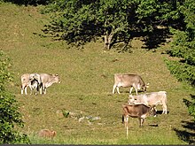 Six brown cows, one partially obscured, in a hillside field surrounded by trees