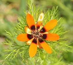 Sommer-adonis (A. aestivalis)