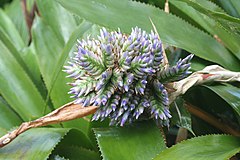 Aechmea serrata[en]