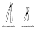 Als het centromeer dicht bij één van de chromosoomuiteinden ligt noemt men het chromosoom akrocentrisch; zijn p- en q-arm ongeveer gelijk dan is het chromosoom metacentrisch