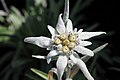 Edelweiss (Leontopodium alpinum)