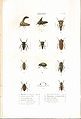 Plate 10 from: C.J.-B. Amyot and J. G. Audinet-Serville (1843). Histoire naturelle des insectes. Hémiptères. Paris, Librairie encyclopédique de Roret.