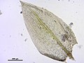 Лист Anomobryum concinnatum