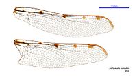 Male Archipetalia auriculata wings
