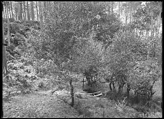 Saint-Michel de Lüe, photographiée en 1903 par Félix Arnaudin.