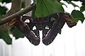Atlasvlinder in het Dierenpark Emmen