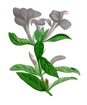 Barleria cristata