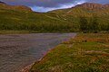 Bjøllåga-rivier, Krukkimyra