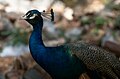 A peacock at Daman-e-Koh