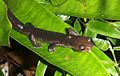 Bolitoglossa diaphora