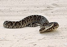 Bothrops alternus no Rio Grande do Sul, no Brasil.