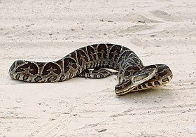 Bothrops alternatus no Rio Grande do Sul, no Brasil.