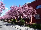 Berlin-Britz Onkel-Bräsig-Straße