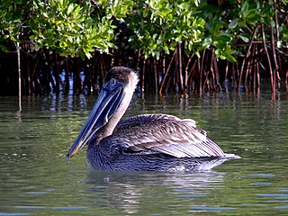 Brown pelican floats past red mangrove prop roots in the estuary
