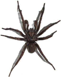 Brown Trapdoor Spider, transparent background