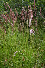 Miniatura para Calamagrostis canescens