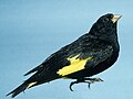 Black siskin