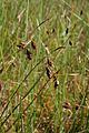 Laîche des tourbières (Carex limosa)