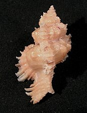 Chicomurex laciniatus