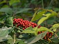 Inflorescence de Combretum rotundifolium