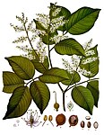 Copaifera officinalis — Копаифера лекарственная
