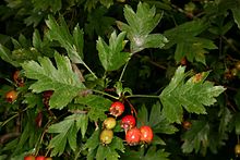 Crataegus-rhipidophylla-fruit.jpg