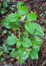 Miniatura para Cyathula prostrata