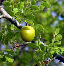 Cyrtocarpa edulis