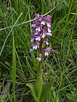 Vstavač nachový (Orchis purpurea)