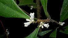 Daphnopsis racemosa Griseb. (12751985583).jpg