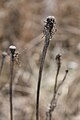 Dead Dandelions in late Winter, March 17th 2011, Kelowna, BC Canada (17.9 megapixels)