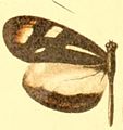 D. t. leuconoe female